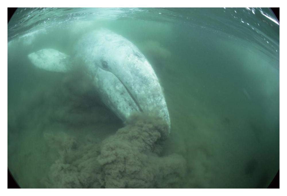 Gray Whale filter feeding, Vancouver Island, Canada-Paper Art-20x14”