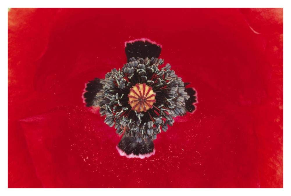 European Red Poppy close up of pistil and stamen, Europe-Paper Art-38x26”