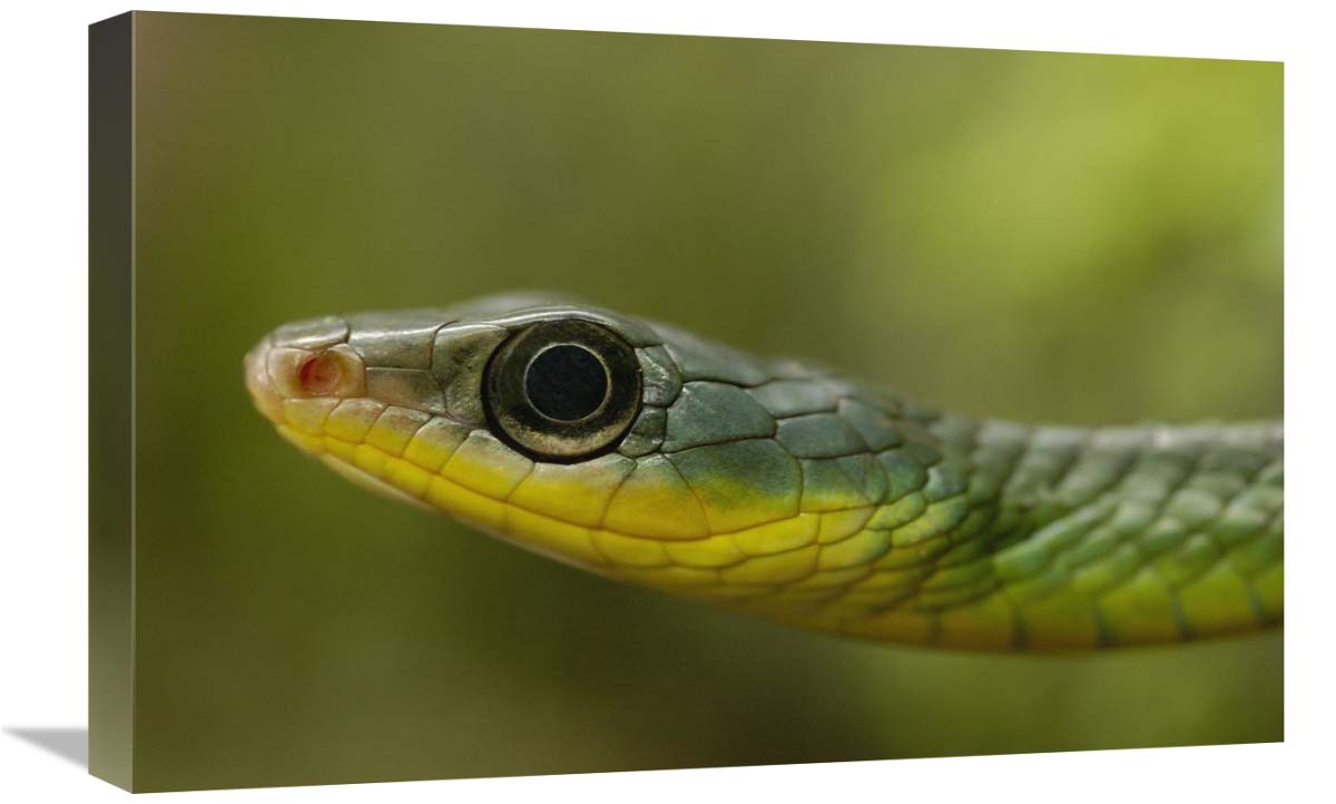 Mountain Sipo close-up of head, Mindo cloud forest ecosystem, Ecuador-Canvas Art-24x16”