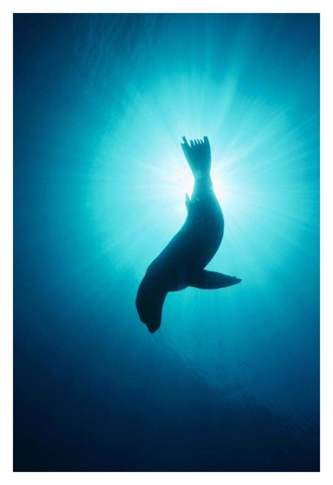 California Sea Lion underwater, Channel Islands National Park, California-Paper Art-26x38”