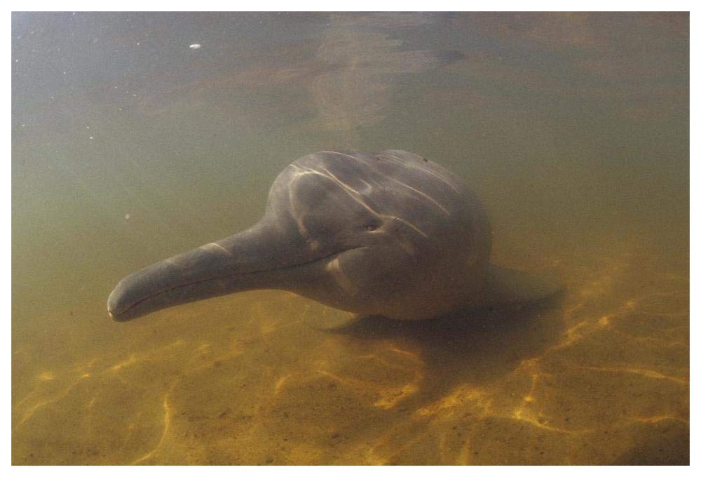 Amazon River Dolphin, underwater portrait, Brazil-Paper Art-62x42”