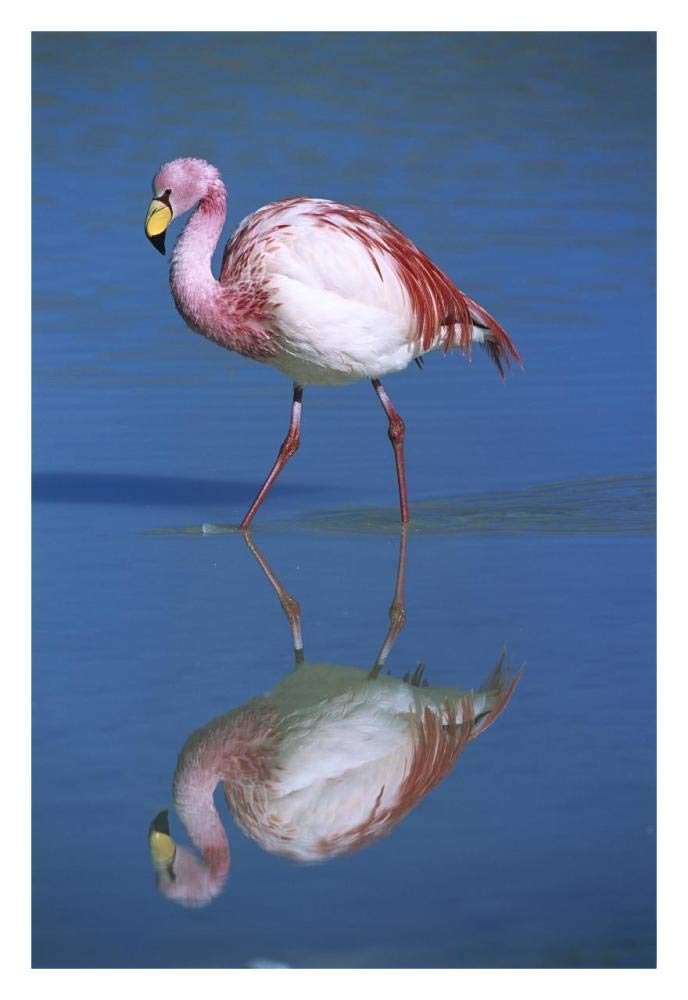 Puna Flamingo wading, Laguna Colorada, Bolivia-Paper Art-22x32”