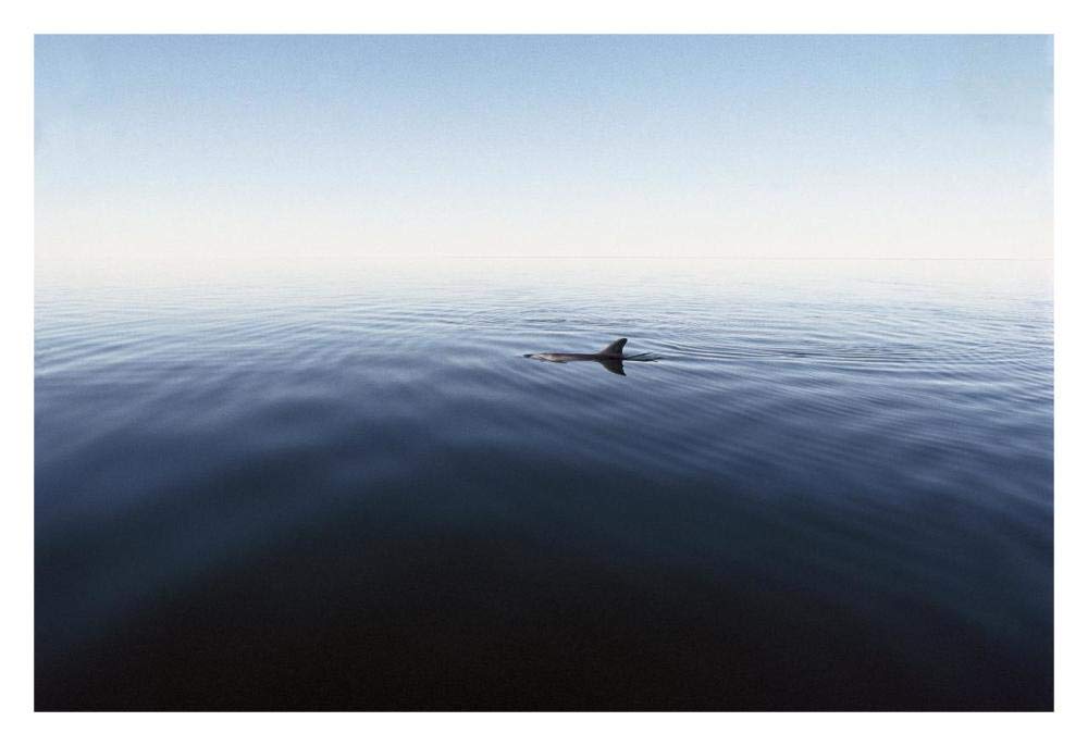 Bottlenose Dolphin surfacing, Shark Bay, Australia-Paper Art-32x22”