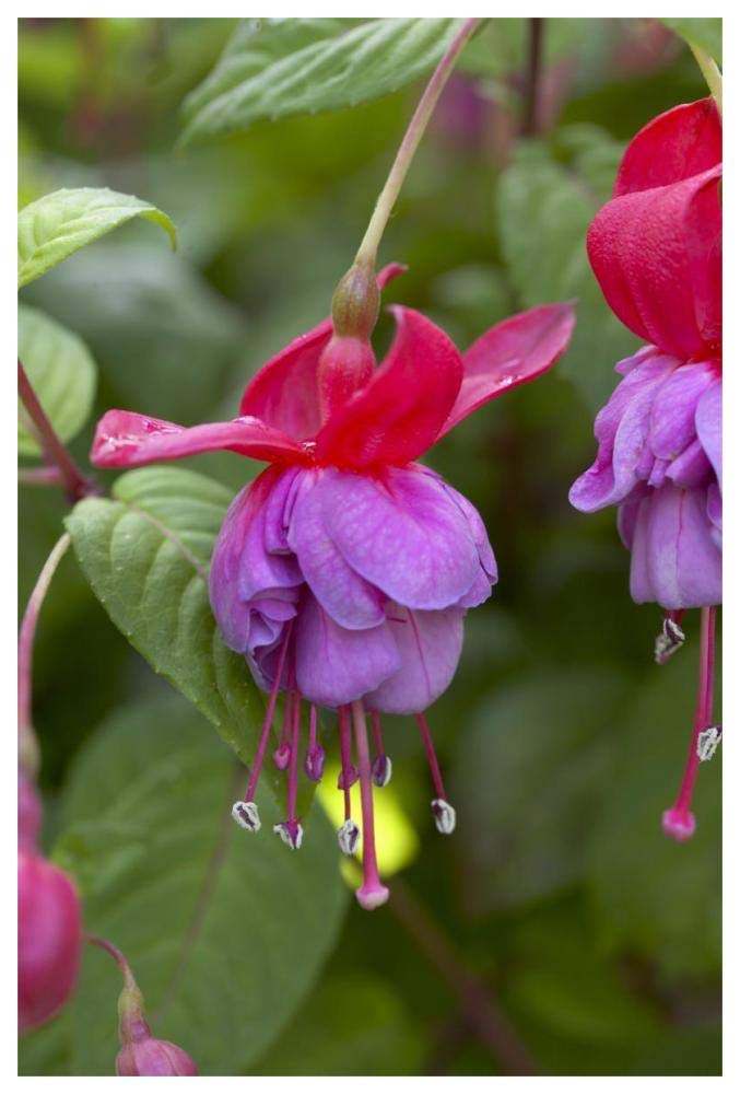 Fuchsia red and blue variety flower-Paper Art-42x62”