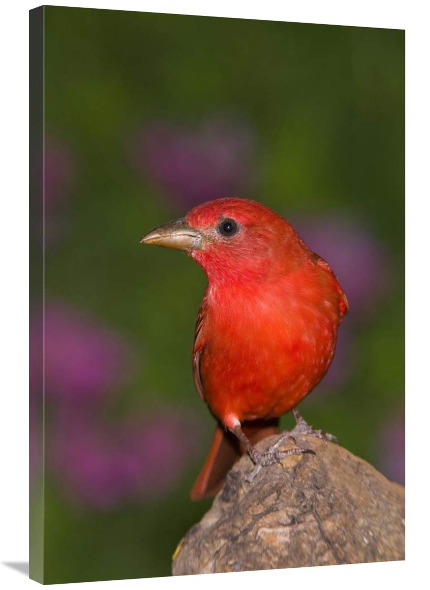 Summer Tanager male, Rio Grande Valley, Texas-Canvas Art-24x36”