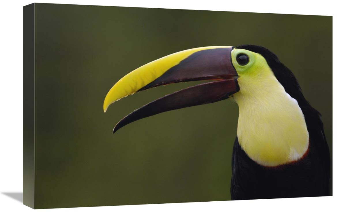 Chestnut-mandibled Toucan , Choco Forest, Ecuador-Canvas Art-24x16”