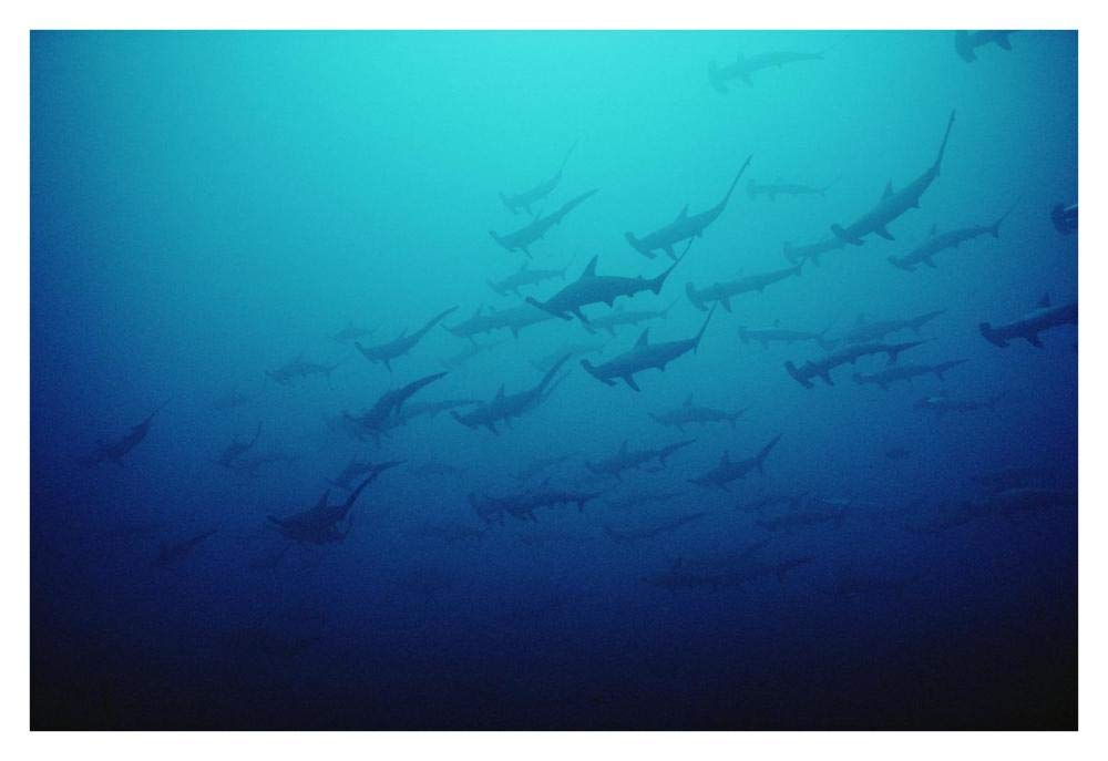 Scalloped Hammerhead Shark school, Cocos Island, Costa Rica-Paper Art-38x26”