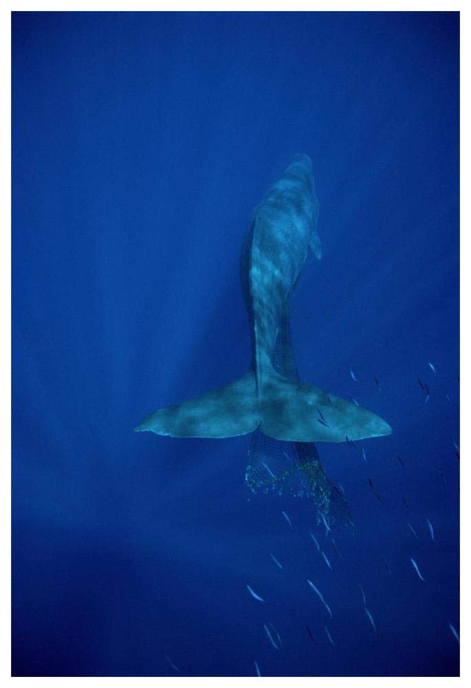 Sperm Whale entangled in net, Hawaii-Paper Art-42x62”