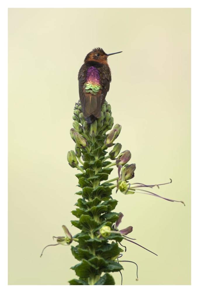 Shining Sunbeam hummingbird, Ecuador-Paper Art-26x38”