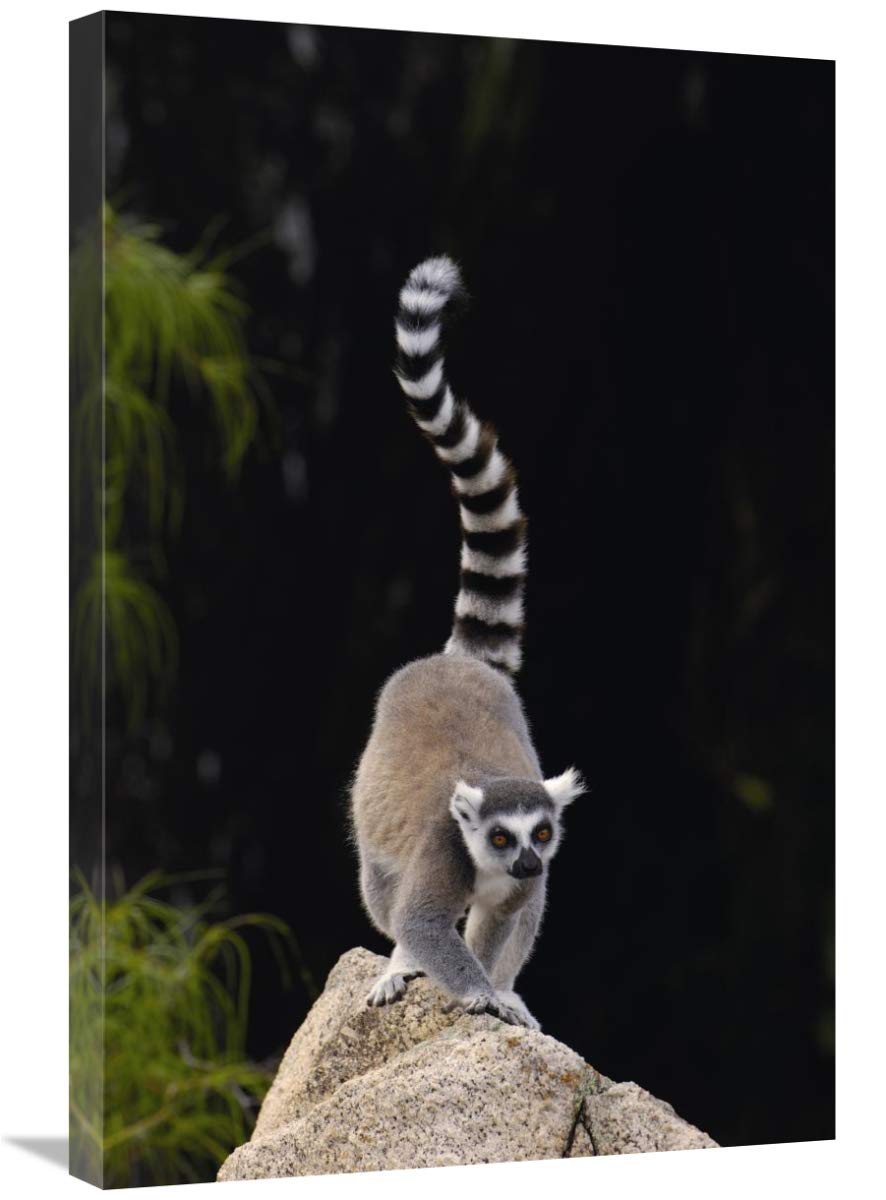 Ring-tailed Lemur in the Andringitra Mountains, Madagascar-Canvas Art-20x30”