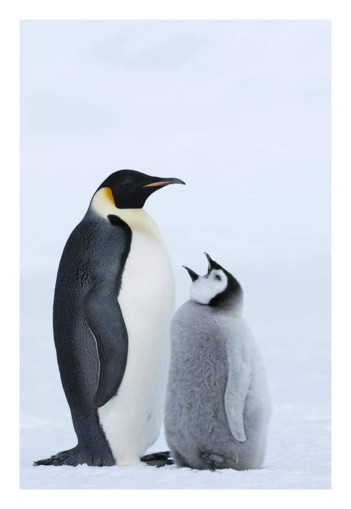 Emperor Penguin with chick begging for food, Prydz Bay, eastern Antarctica-Paper Art-18x26”