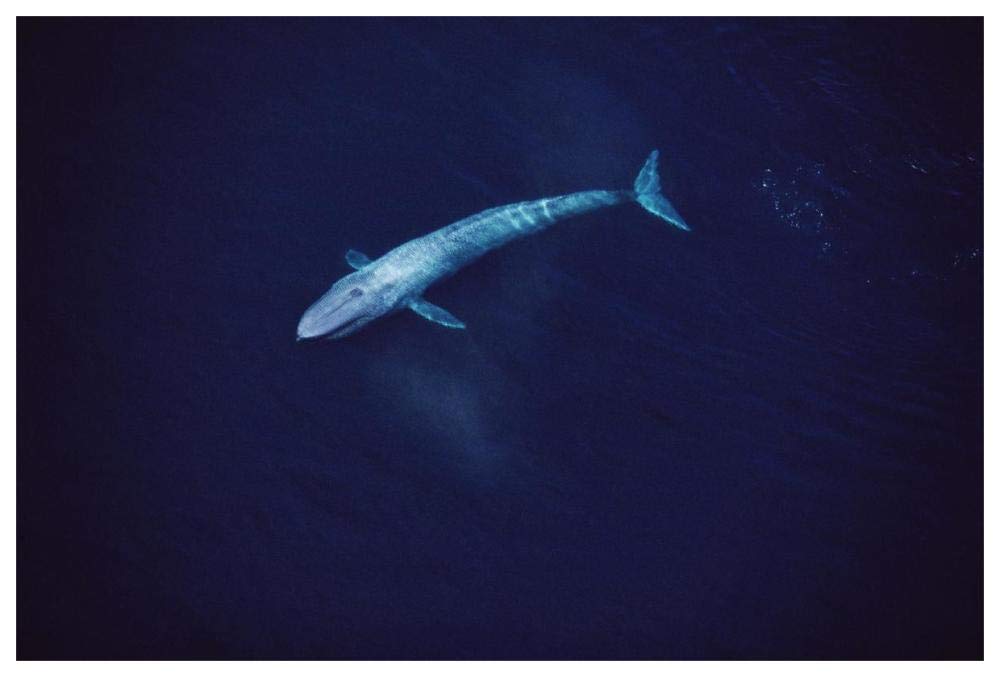 Blue Whale aerial view of an 80 foot individual, Sea of Cortez, Mexico-Paper Art-62x42”