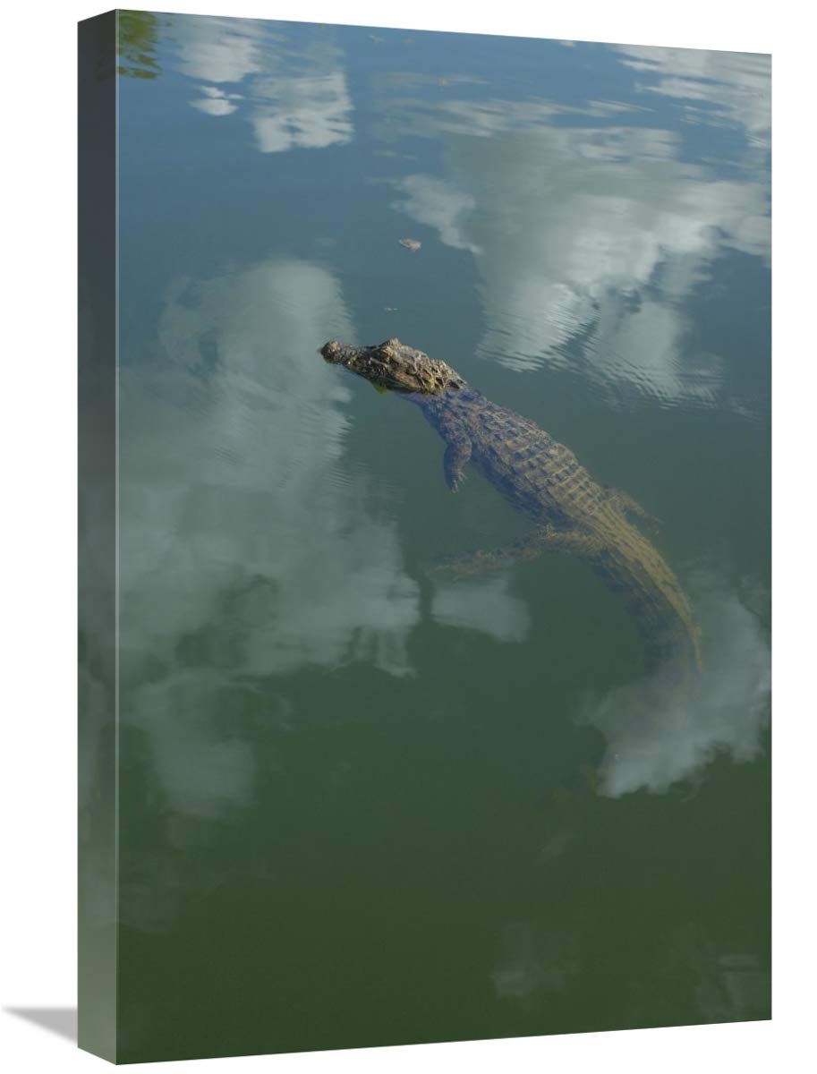Broad-snouted Caiman floating in calm waters, South America-Canvas Art-16x24”