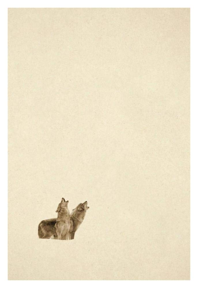 Timber Wolf pair howling in snow, North America - Sepia-Paper Art-26x38”