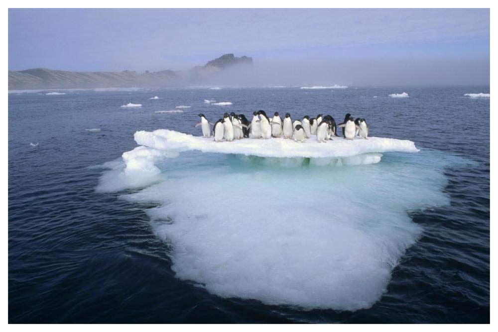 Adelie Penguin group crowding on melting summer ice floe, Possession Island, Ross Sea, Antarctica-Paper Art-62x42”