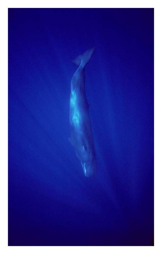 Sperm Whale diving, Indian Ocean-Paper Art-20.3x32”