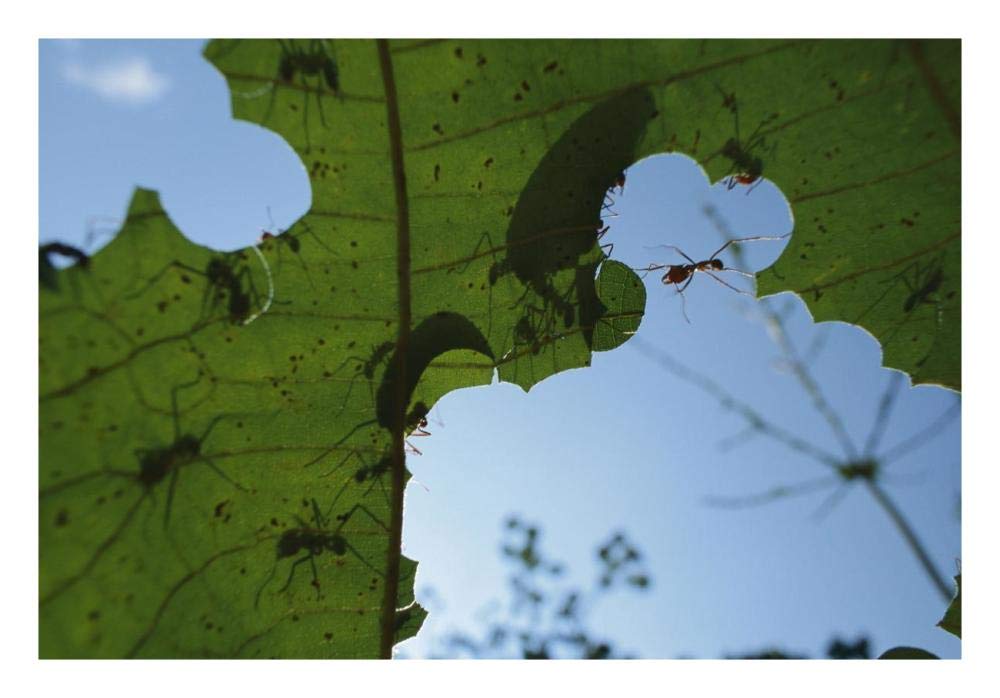 Leafcutter Ant workers cutting little pieces out of leaves, Barro Colorado Island, Panama-Paper Art-26x18”