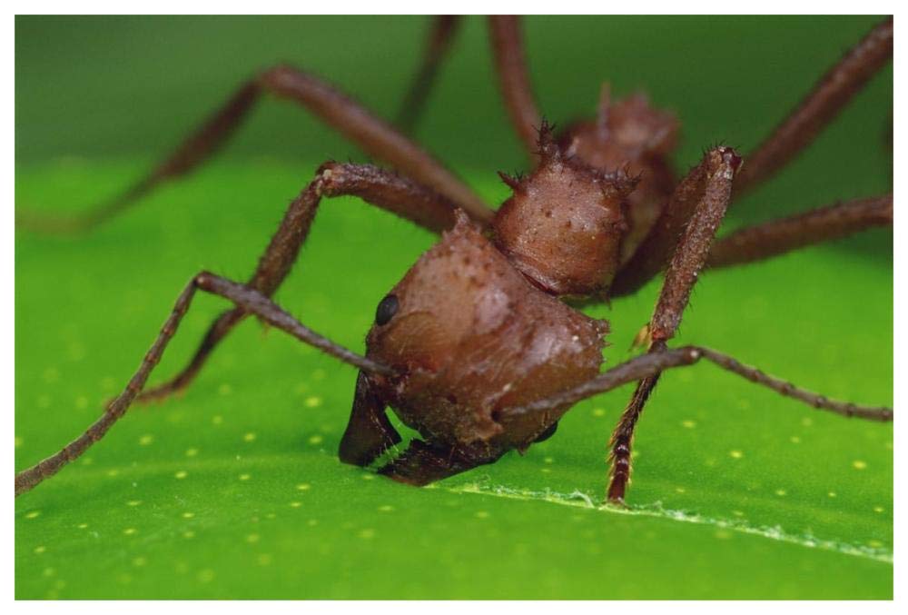 Leafcutter Ant worker cutting papaya leaf, Guadeloupe-Paper Art-62x42”