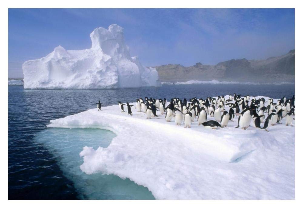 Adelie Penguin group crowding on melting summer ice floe, Possession Island, Ross Sea, Antarctica-Paper Art-38x26”