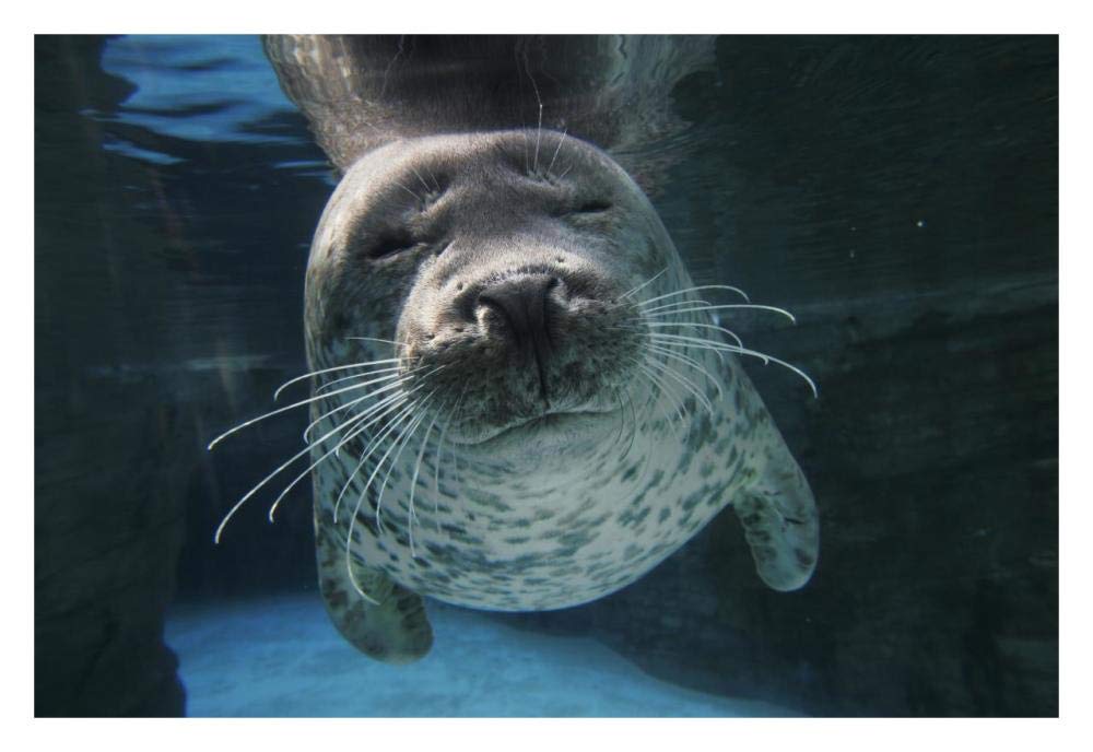 Spotted Seal, Japan-Paper Art-32x22”