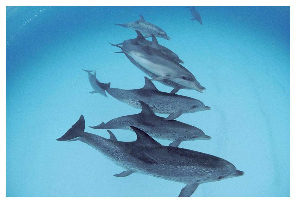 Bottlenose Dolphin swimming with pod of Atlantic Spotted Dolphins, Bahamas-Paper Art-50x34”