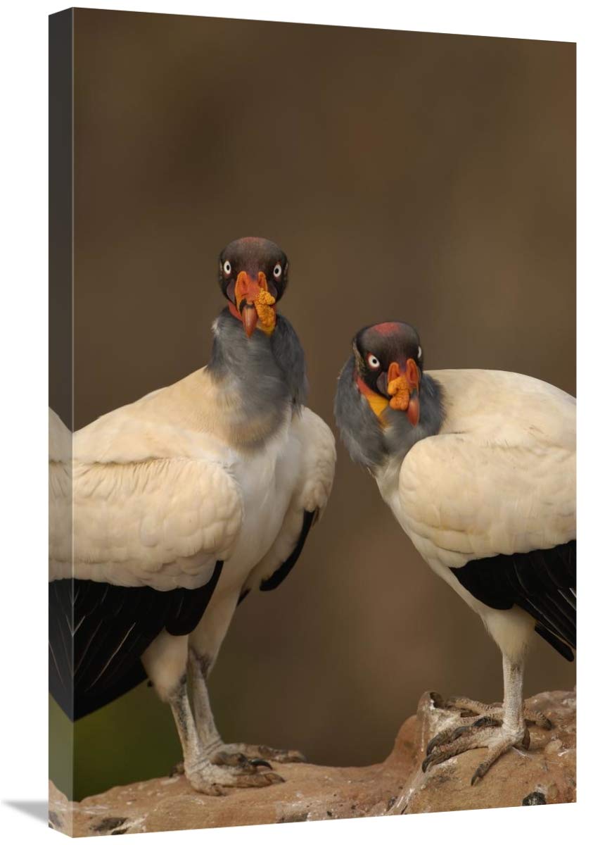 King Vulture pair perched on rocks, South America-Canvas Art-20x30”