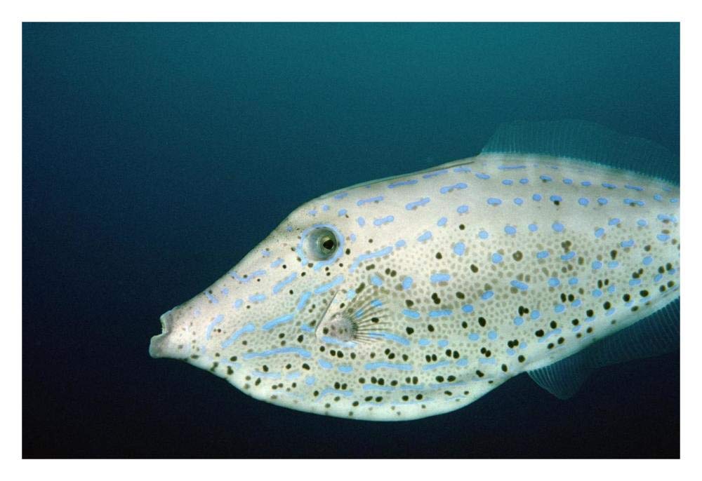 Scrawled Filefish portrait off of Cocos Island, Costa Rica-Paper Art-32x22”