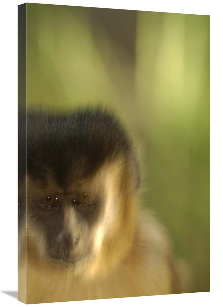 Brown Capuchin portrait in Cerrado habitat, Piaui State, Brazil-Canvas Art-20x30”