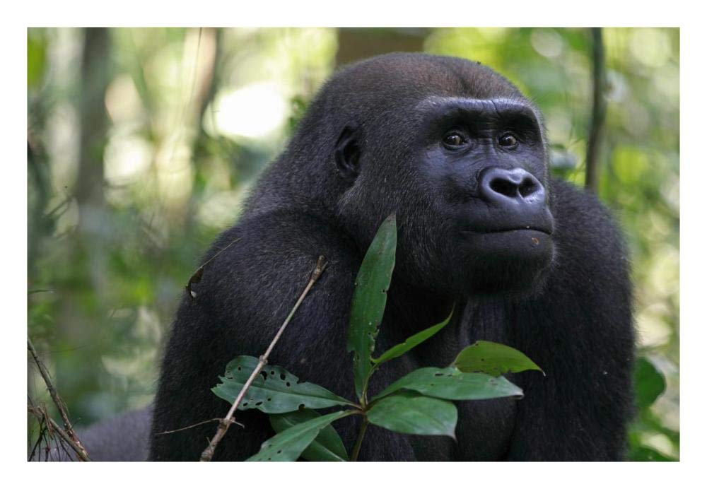 Silverback Gorilla, Gabon-Paper Art-26x18”