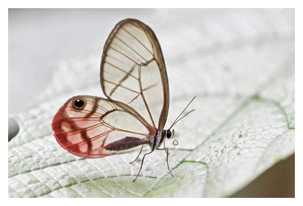 Pink-tipped Clearwing Satyr butterfly, Mindo, western slope of Andes, Ecuador-Paper Art-38x26”