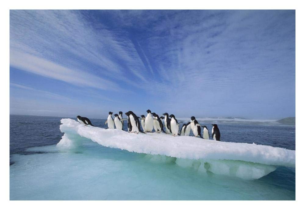 Adelie Penguin group crowding on melting summer ice floe, Possession Island, Ross Sea, Antarctica-Paper Art-32x22”