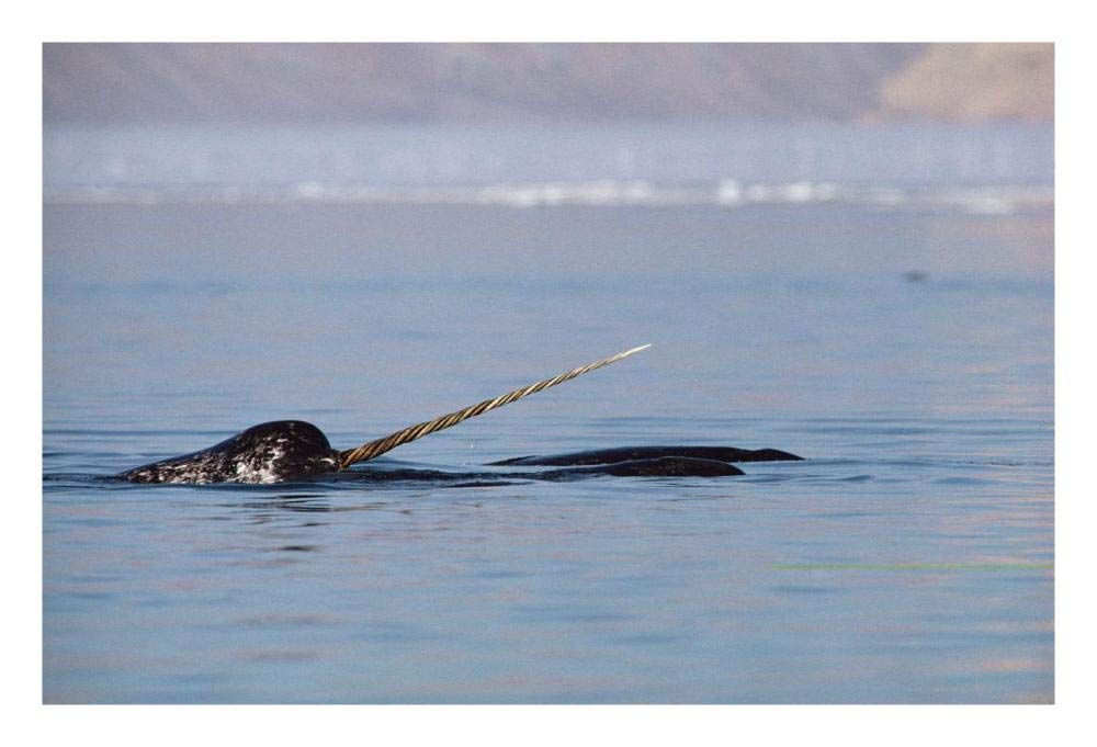 Narwhal male surfacing, Baffin Island, Nunavut, Canada-Paper Art-26x18”
