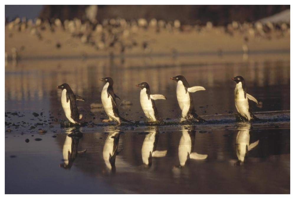 Adelie Penguins crossing summer melt pool, Cape Adare, Ross Sea, Antarctica-Paper Art-62x42”