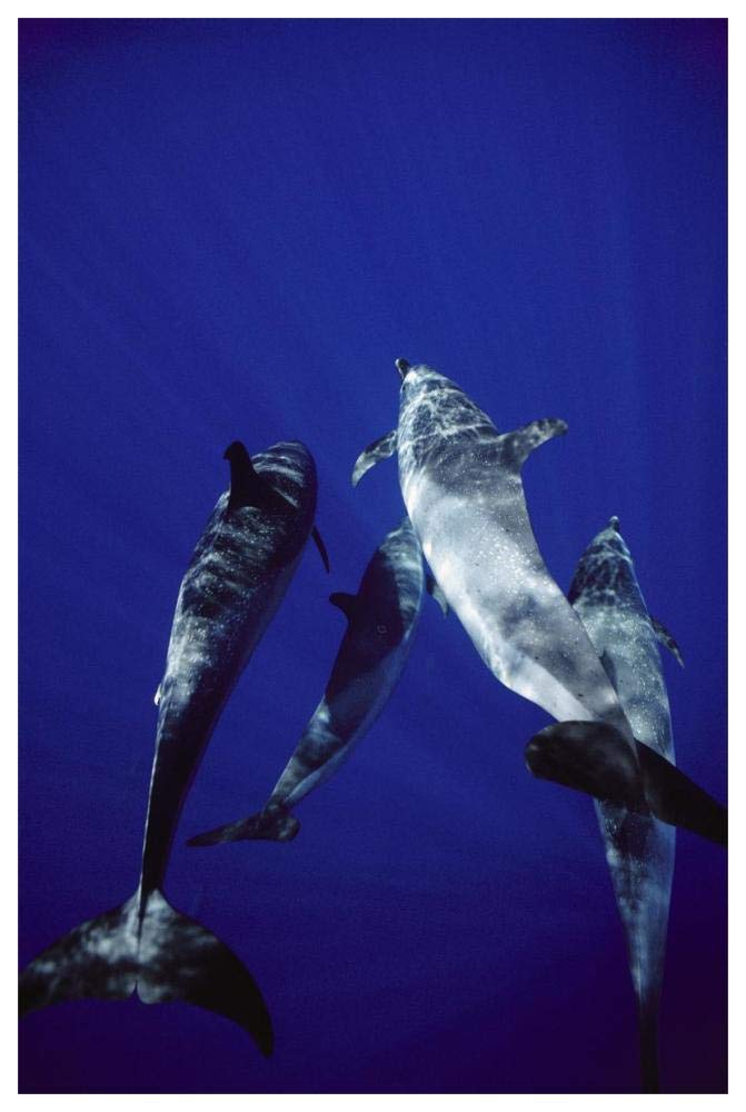 Atlantic Spotted Dolphin group of adults and juveniles, Bahamas-Paper Art-42x62”