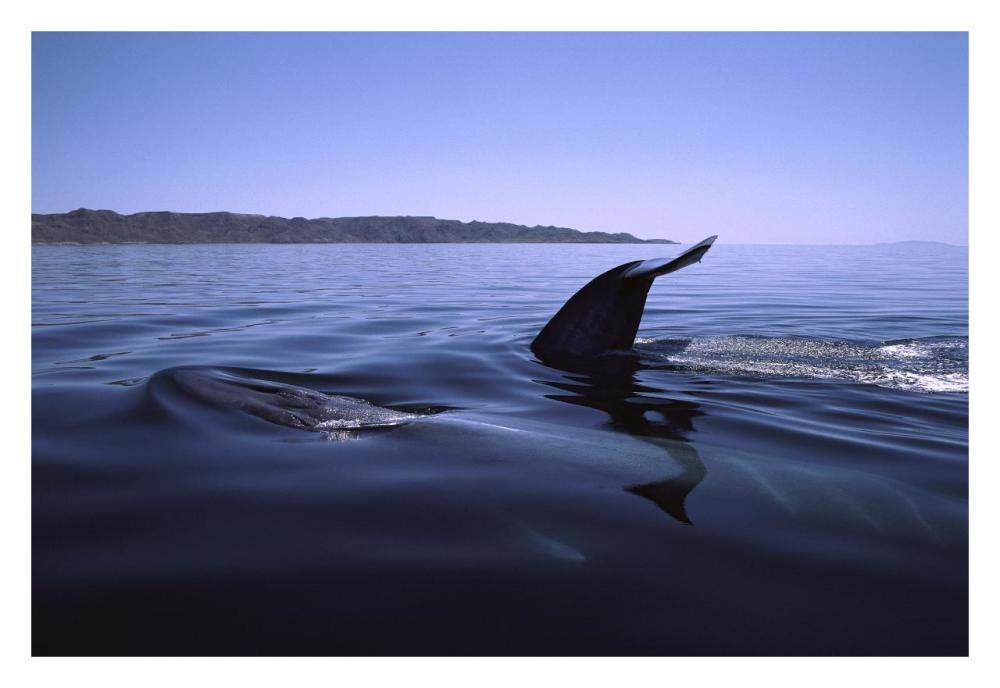 Fin Whale pair surfacing, Sea of Cortez, Mexico-Paper Art-32x22”