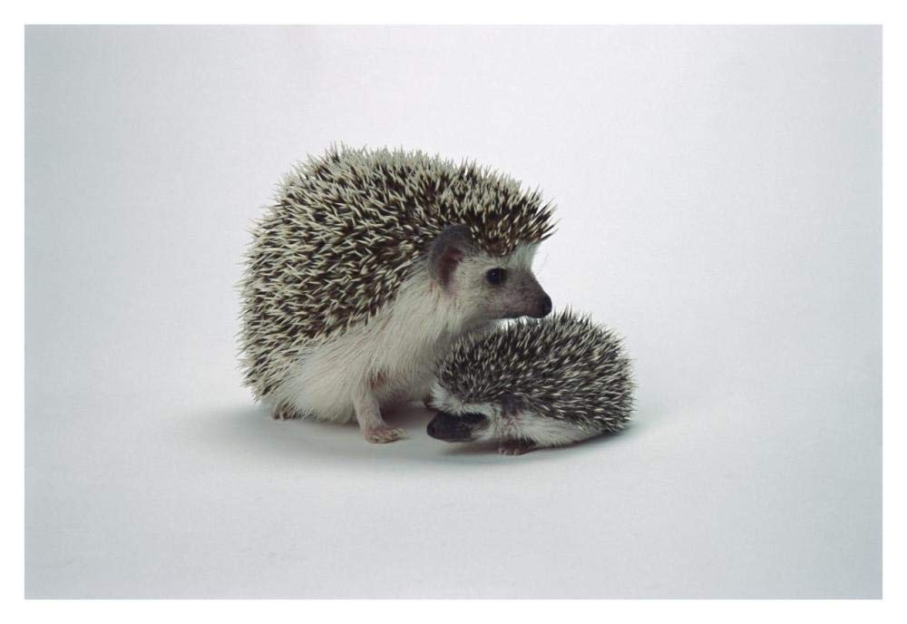 African Hedgehog baby and mother, native to Africa-Paper Art-38x26”