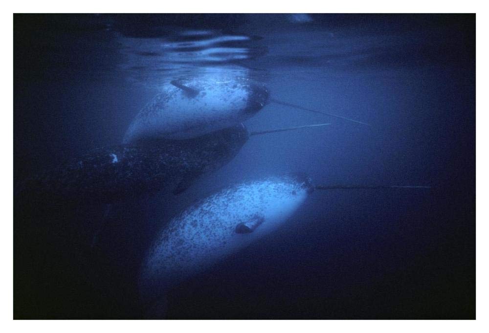 Narwhal males underwater, Baffin Island, Nunavut, Canada-Paper Art-38x26”