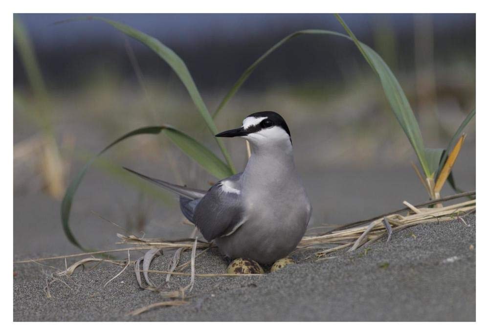 Aleutian Tern on ground nest with single egg, Yakutat, Alaska-Paper Art-38x26”