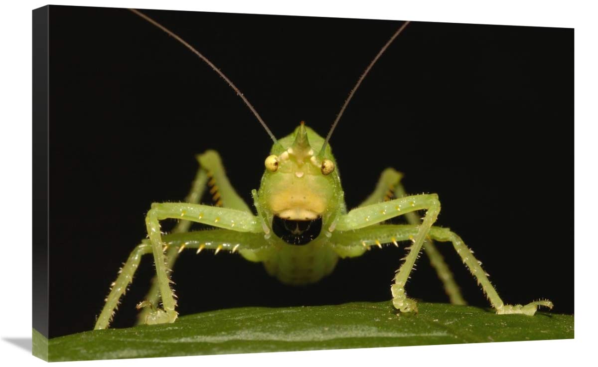 Katydid close-up portrait, Ecuador-Canvas Art-30x20”