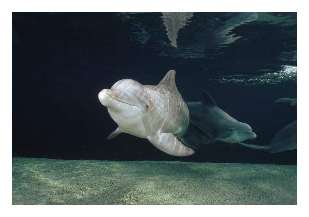 Bottlenose Dolphin underwater pair, Hawaii-Paper Art-26x18”
