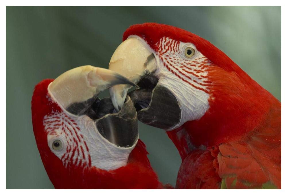 Scarlet Macaw pair kissing, native to South America-Paper Art-50x34”