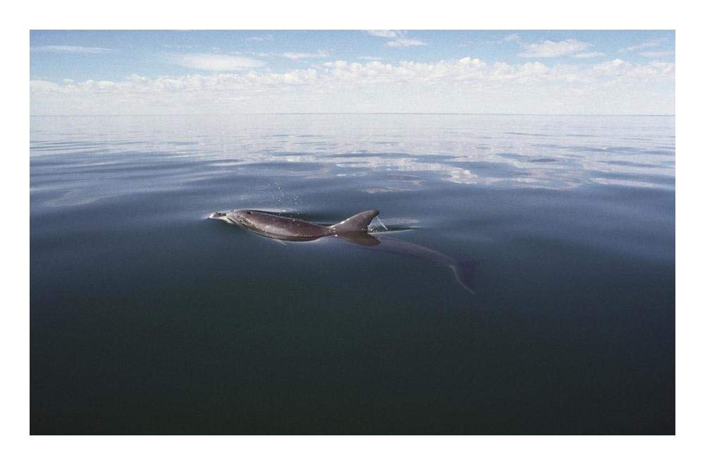 Bottlenose Dolphin surfacing to breath, Australia-Paper Art-24x15.86”
