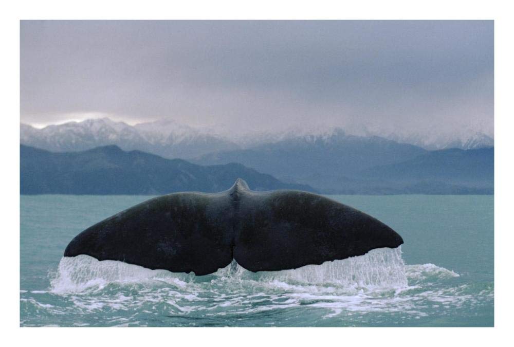 Sperm Whale tail-Paper Art-26x18”