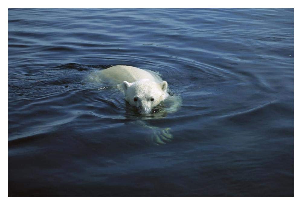 Polar Bear swimming, Wager Bay, Canada-Paper Art-20x14”