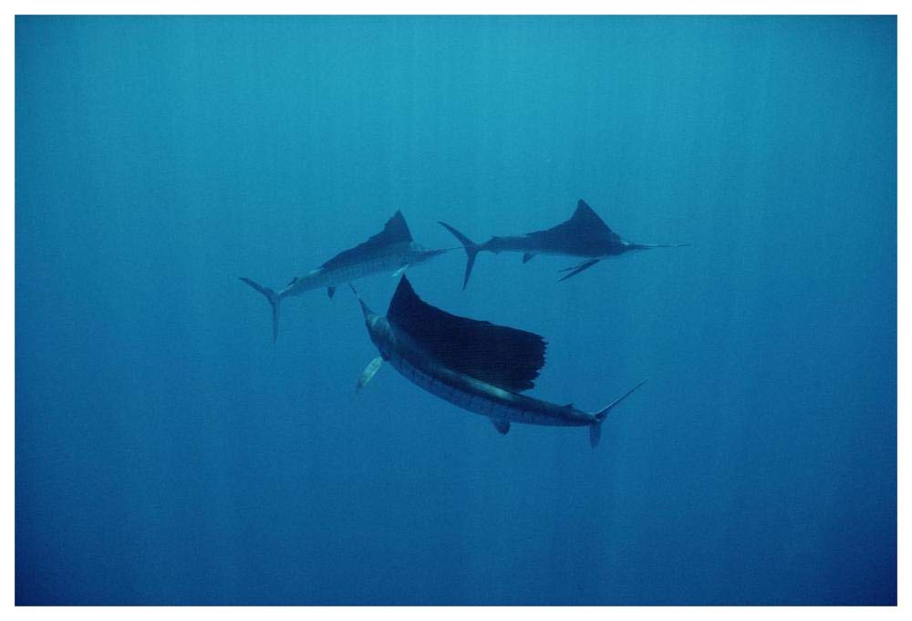 Pacific Sailfish trio swimming off of Manualita Island, Costa Rica-Paper Art-62x42”