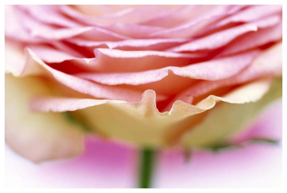 Close up of rose showing petal detail-Paper Art-62x42”