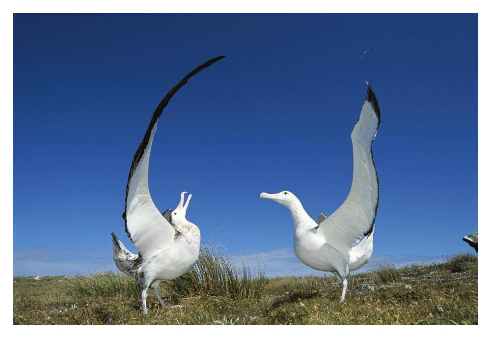 Gibsons Wandering Albatross courtship display, Adams Island, Aucklands Group, New Zealand-Paper Art-20x14”