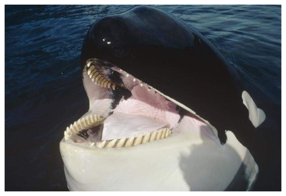 Orca portrait, North America-Paper Art-62x42”
