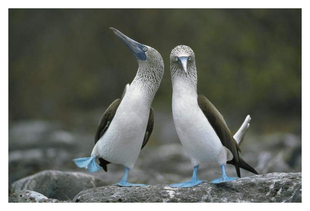 Blue-footed Boobies in courtship dance, Punta Cevallos, Galapagos Islands, Ecuador-Paper Art-38x26”