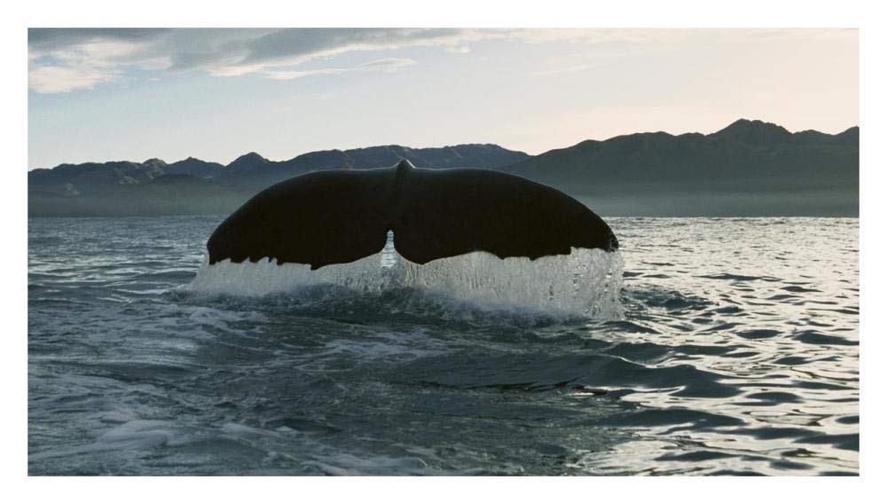 Sperm Whale diving, New Zealand-Paper Art-32x18.2”